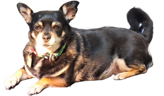My dog Laika.